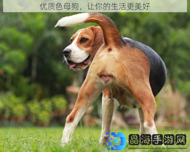 优质色母狗，让你的生活更美好