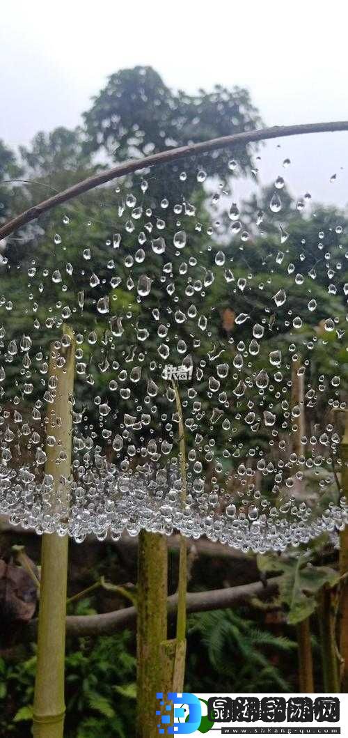 ツユ