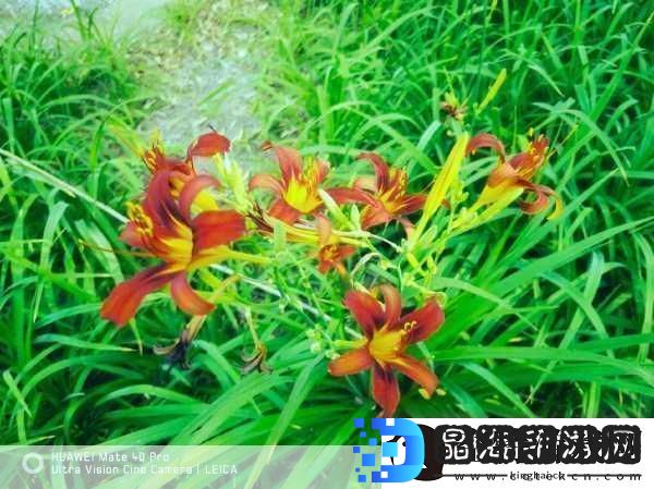 忘忧草1688站当然可以！以下是一些关于忘忧草的标题建议每个标题都不少于10个字
