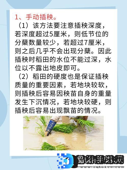 夫妻插秧38种合作方式