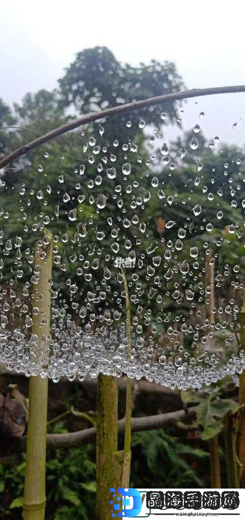 ツユ