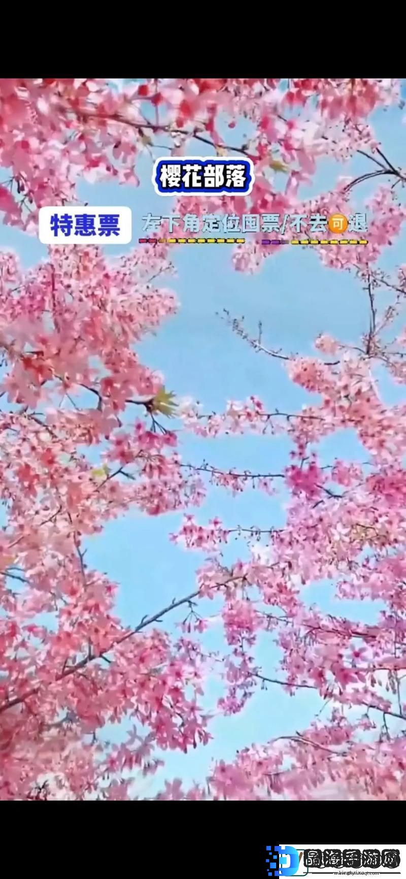 樱花官方官入口页
