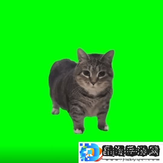 猫猫的奇幻漂流导演应中国粉丝要求