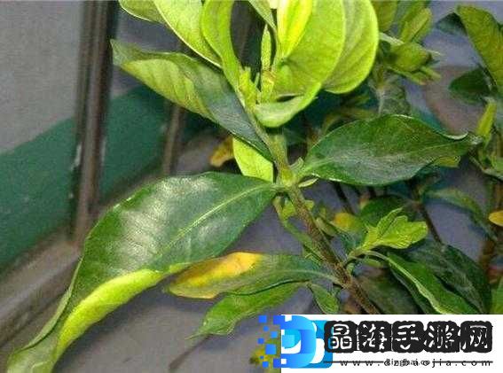 梅花13黄化现象的原因及防治方法
